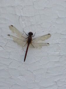 20141109_115005(0)