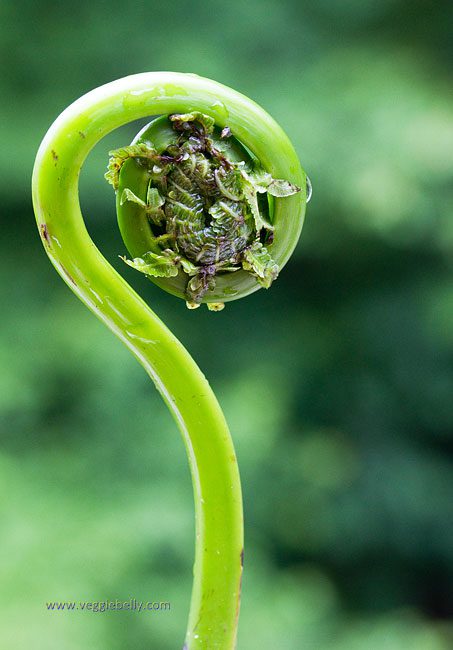Spirals